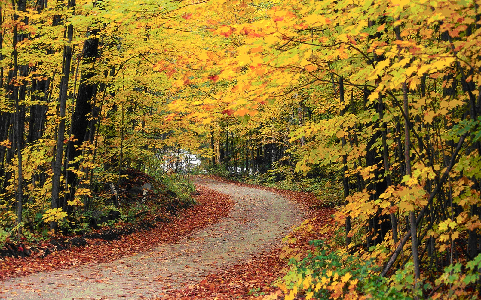 Wooded land in Bennington